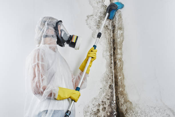 Best Post-Flood Mold Remediation in Palisade, CO